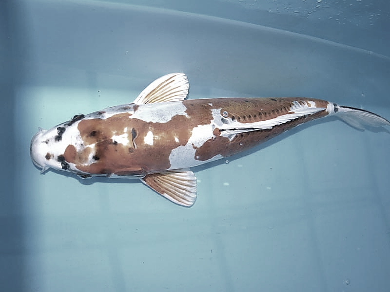 Killikus&reg; Fotographie